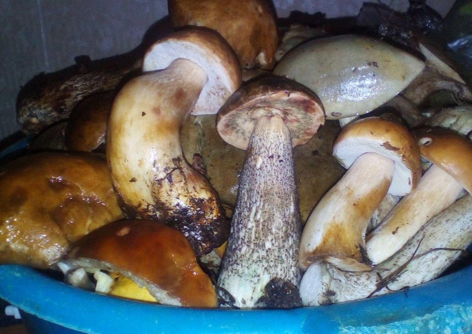 Белые грибы на зиму: соление, маринование, заморозка, простые и вкусные рецепты