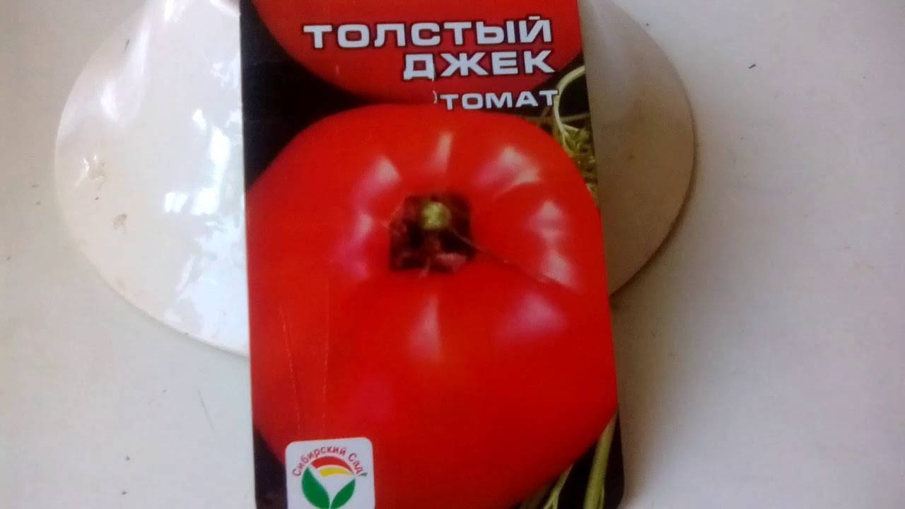 Сорт помидор толстой описание сорта фото