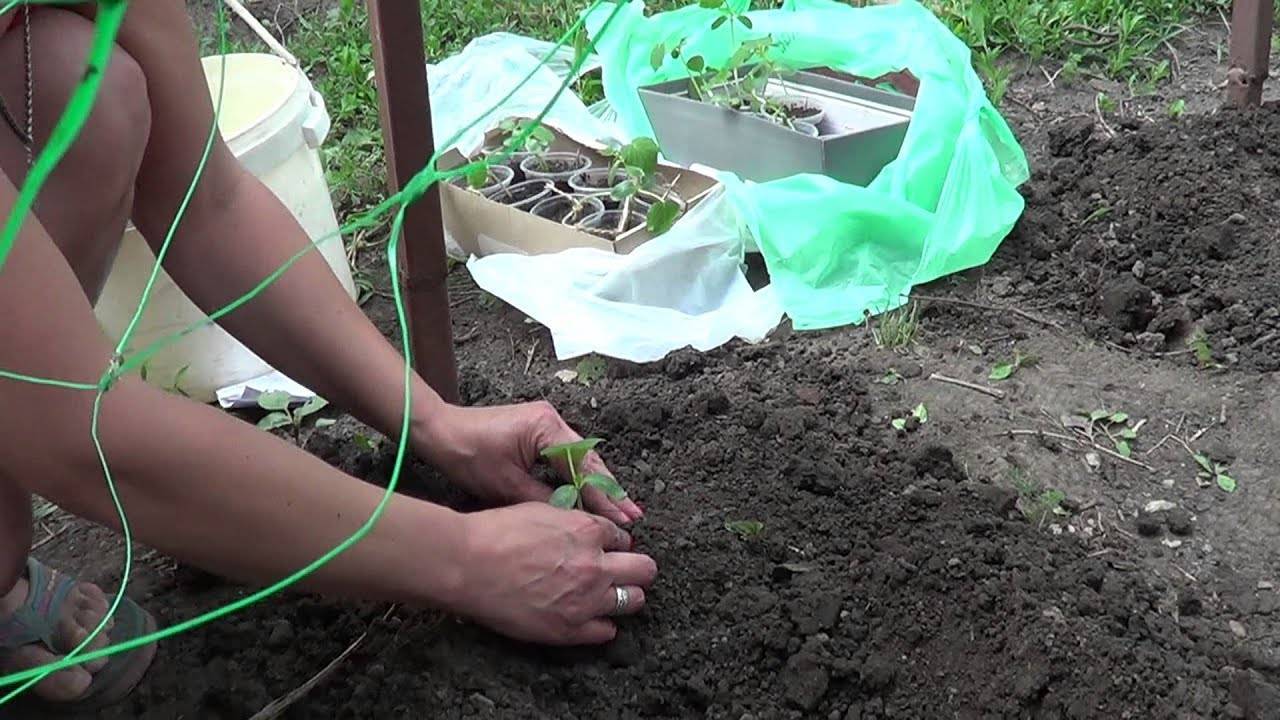Выращивание огурцов в открытом грунте от а до я видео