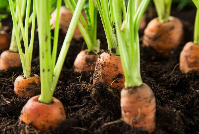 Морковь: посадка и уход в открытом грунте весной по лунному календарю