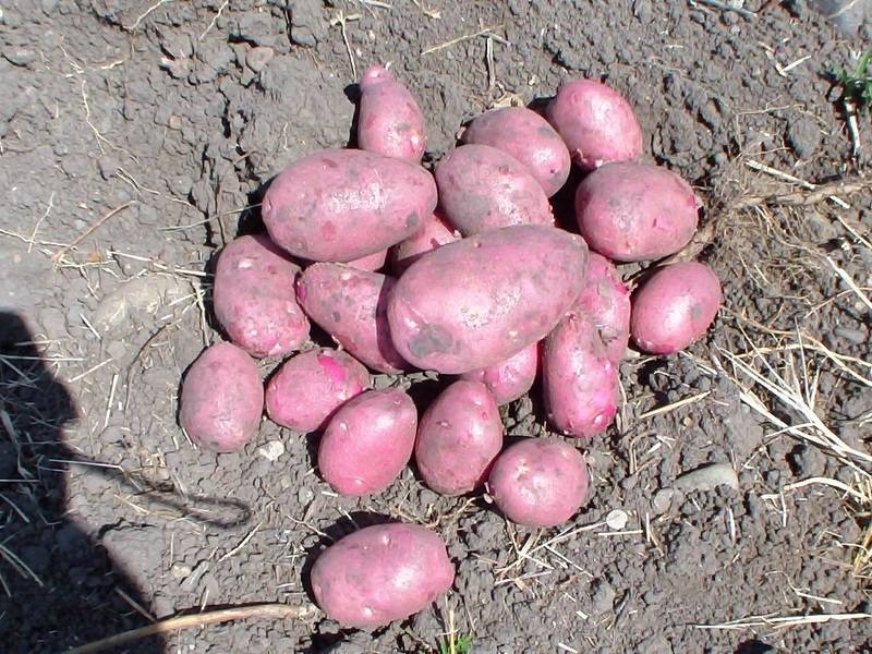 ᐉ сорт картофеля «романо» – описание и фото