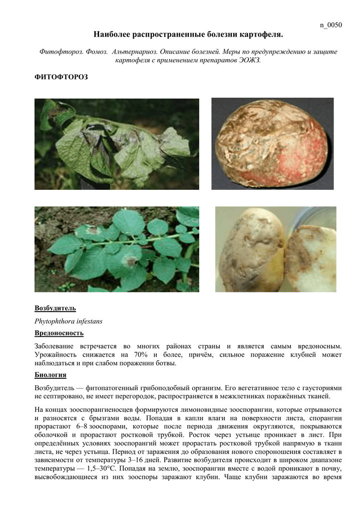 Болезни картофеля: описание с фотографиями и способы лечения