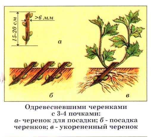 Как размножить смородину отводками и черенками, черную, красную, осенью, весной
