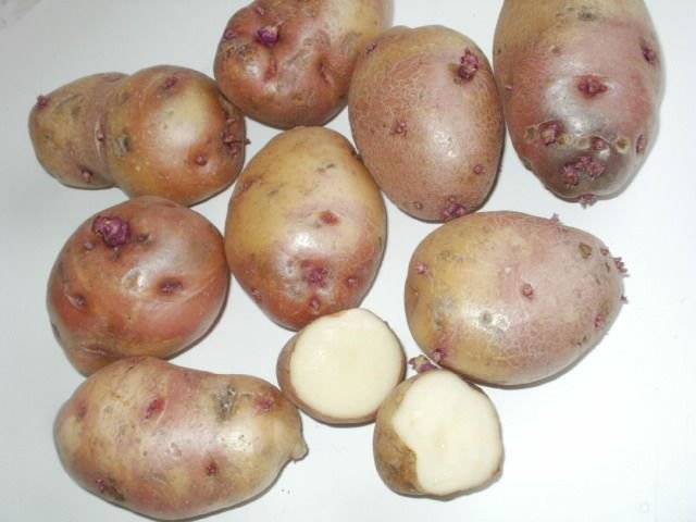 Картофель иван-да-марья: описание сорта, фото, отзывы - растения и огород