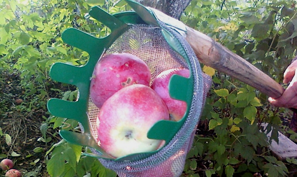Плодосъемник для яблок своими руками. 10 крутых идей из подручных средств