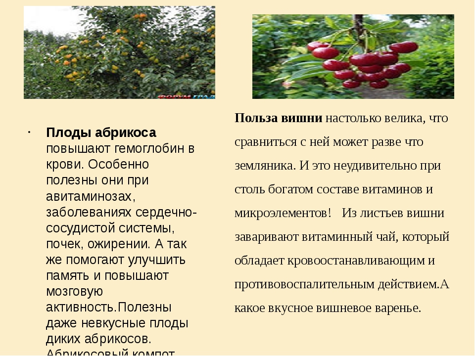 Польза и вред черешни / как ягода влияет на организм – статья из рубрики "польза или вред" на food.ru