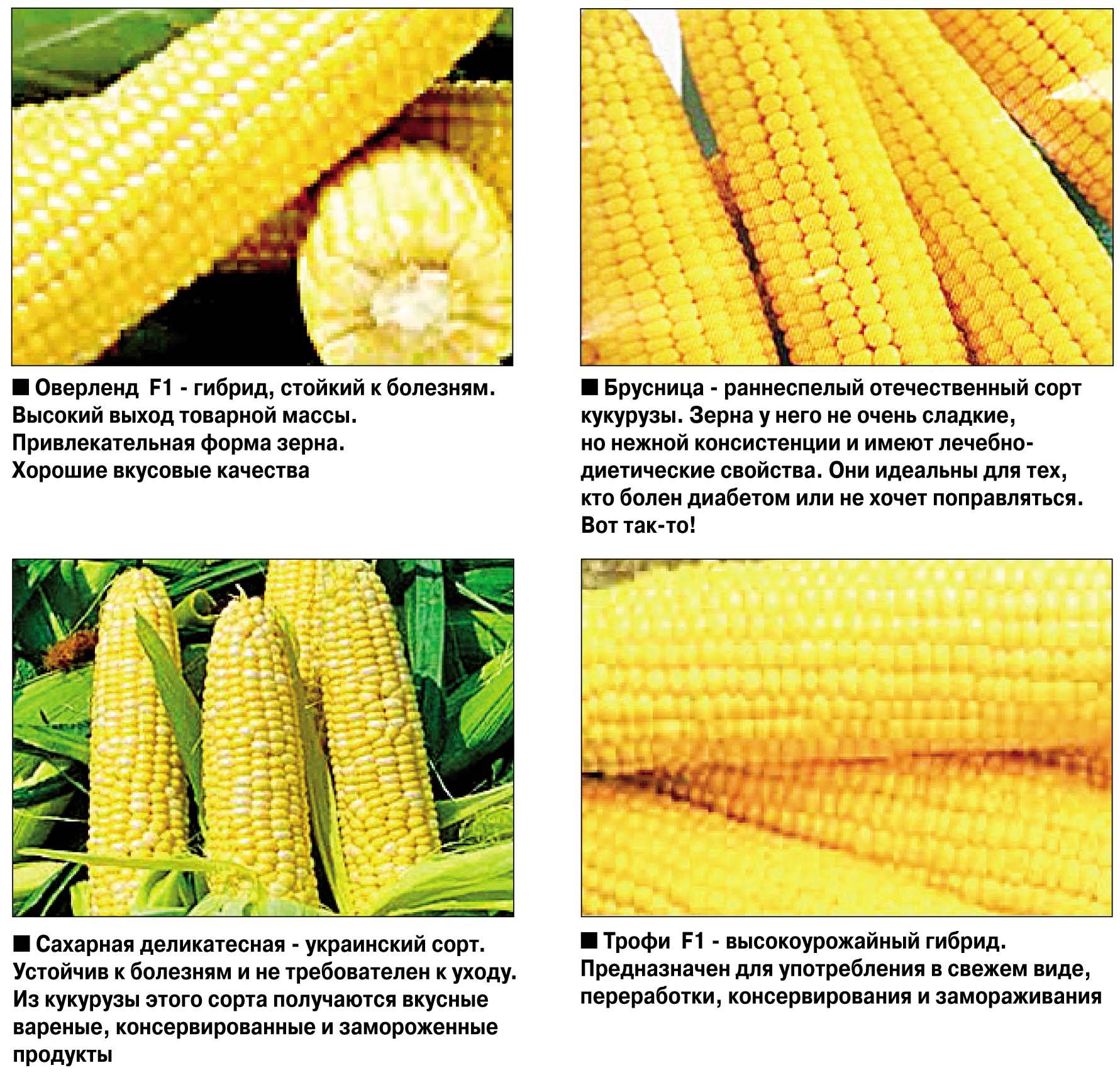 Сорта кукурузы: обзор самых популярных видов для средней полосы