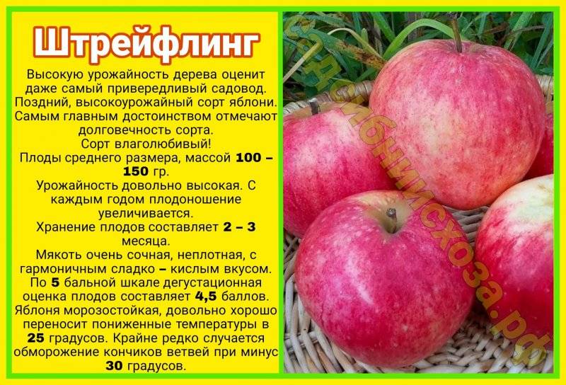 Описание сорта яблони штрифель (штрейфлинг): фото яблок, важные характеристики, урожайность с дерева
