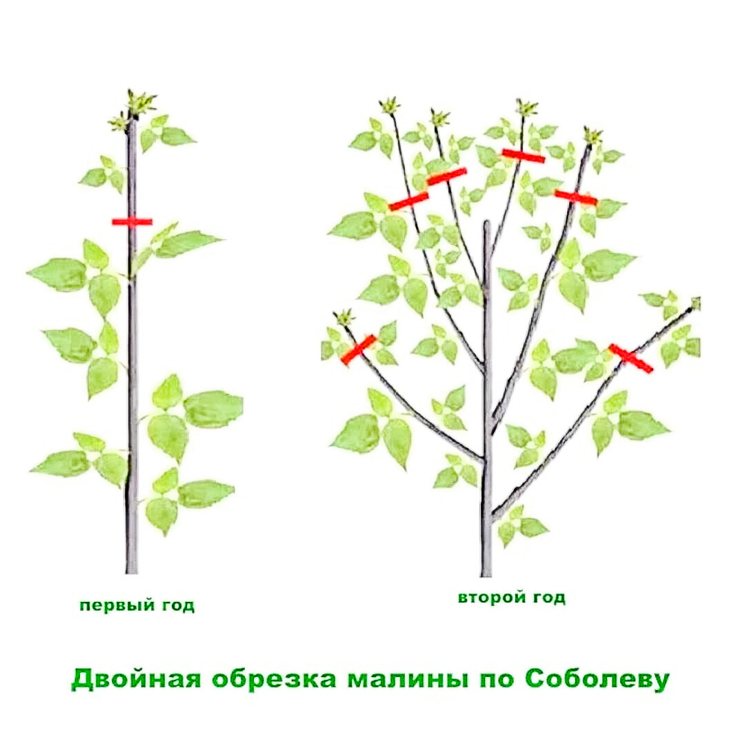 Прищипка ремонтантной малины