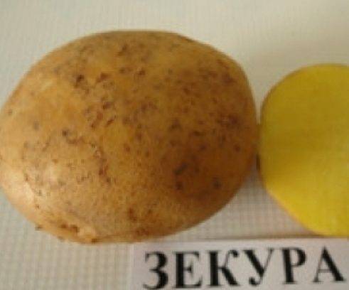 Картофель зекура: описание сорта, фото, отзывы, урожайность, выращивание, уход