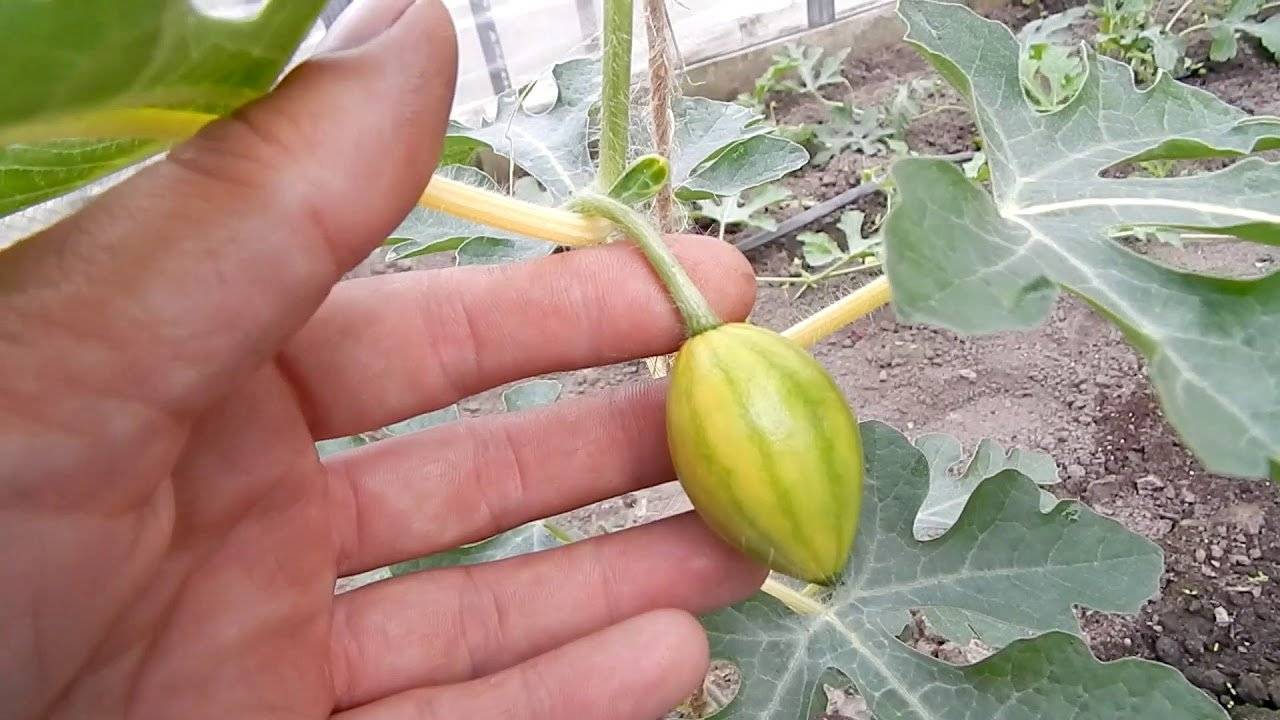 Джем из дыни на зиму: простой рецепт и 9 оригинальных способов приготовления