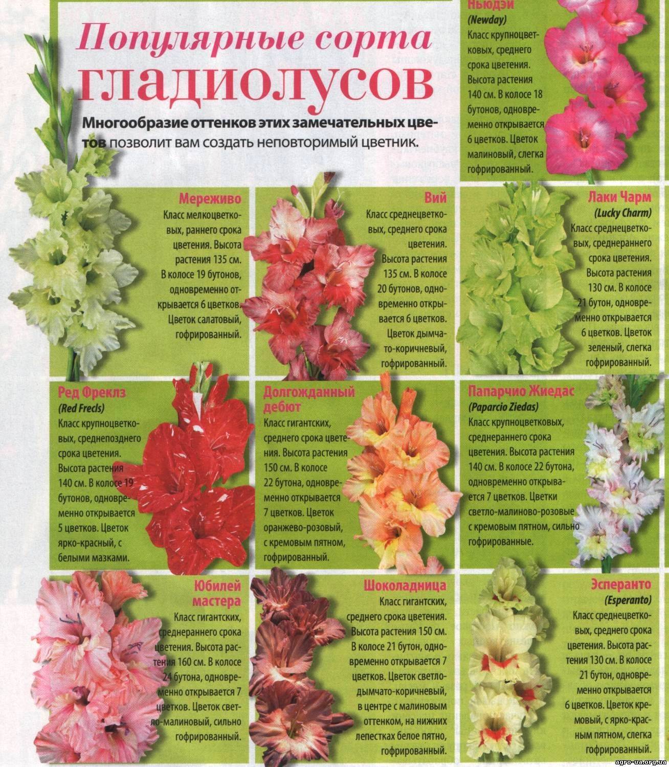 Гладиолусы: фото, описание сортов, особенности выращивания - sadovnikam.ru