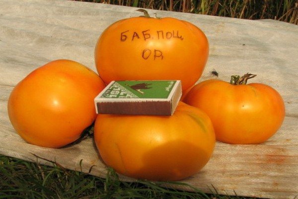 Томат бабушкин поцелуй: характеристика и описание сорта, отзывы, фото, урожайность