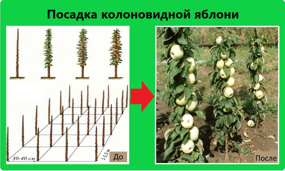 Характеристики колоновидной яблони. Колоновидные яблони сорта. Колоновидные яблони и груши. Столбовые яблони колоновидные. Яблоня колоновидная гирлянда.