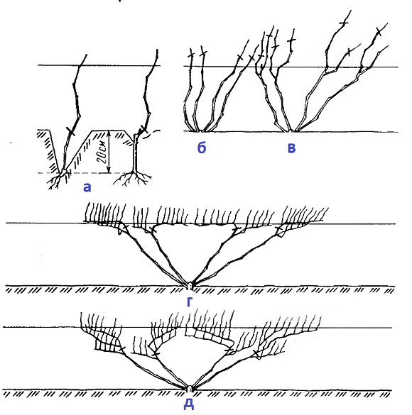Схема посадки винограда в сибири