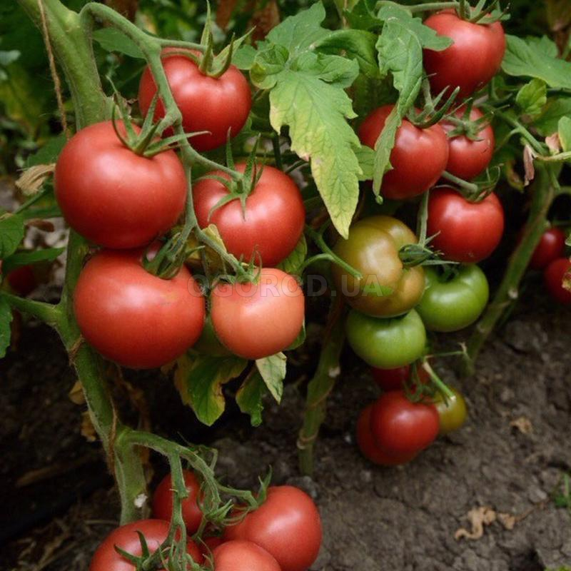 Томат маршал победа: характеристика и описание сорта, отзывы об урожайности помидоров, фото семян