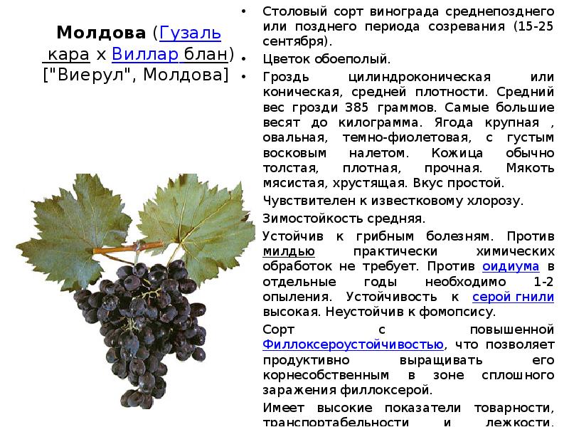 Описание винограда сорта Фуршетный, правила посадки и ухода