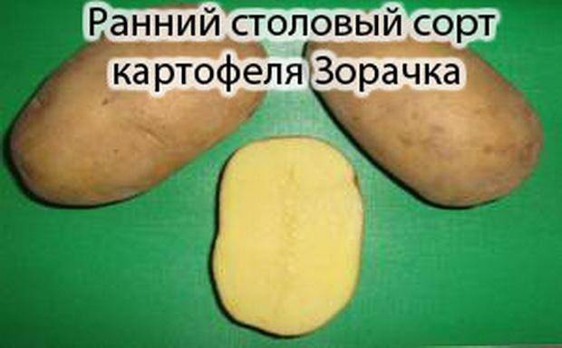 Картофель зорачка: описание сорта, фото, отзывы