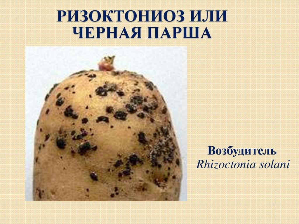 ᐉ ризоктониоз картофеля (черная парша) – причины и профилактика - roza-zanoza.ru