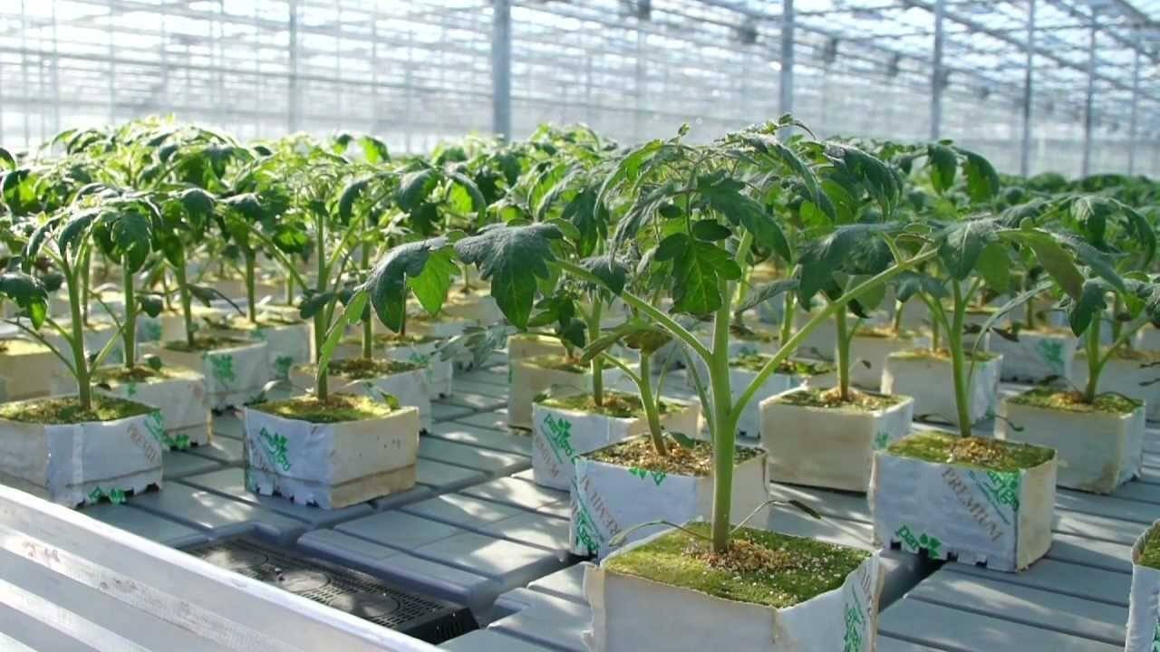 Выращивание голландских сортов томатов, преимущества, требуемые условия и уход