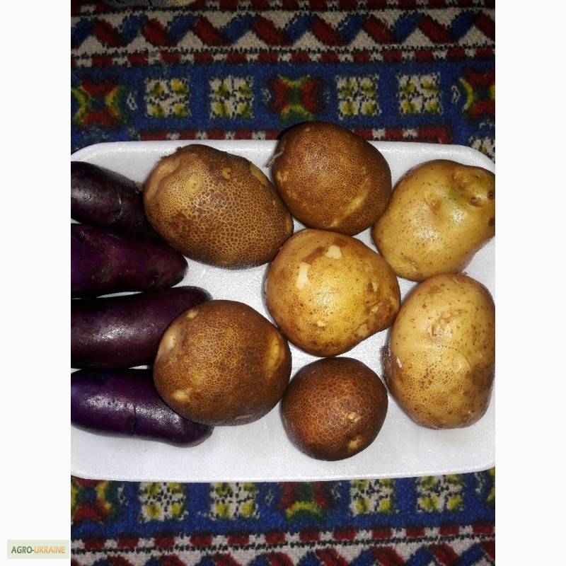 Киви – уникальный сорт картофеля: характеристики, свойства, методы