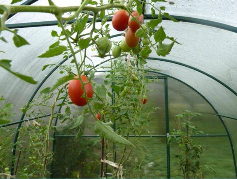 Выращивание томатов в теплице из поликарбоната от а до я: посадка и уход за помидорами