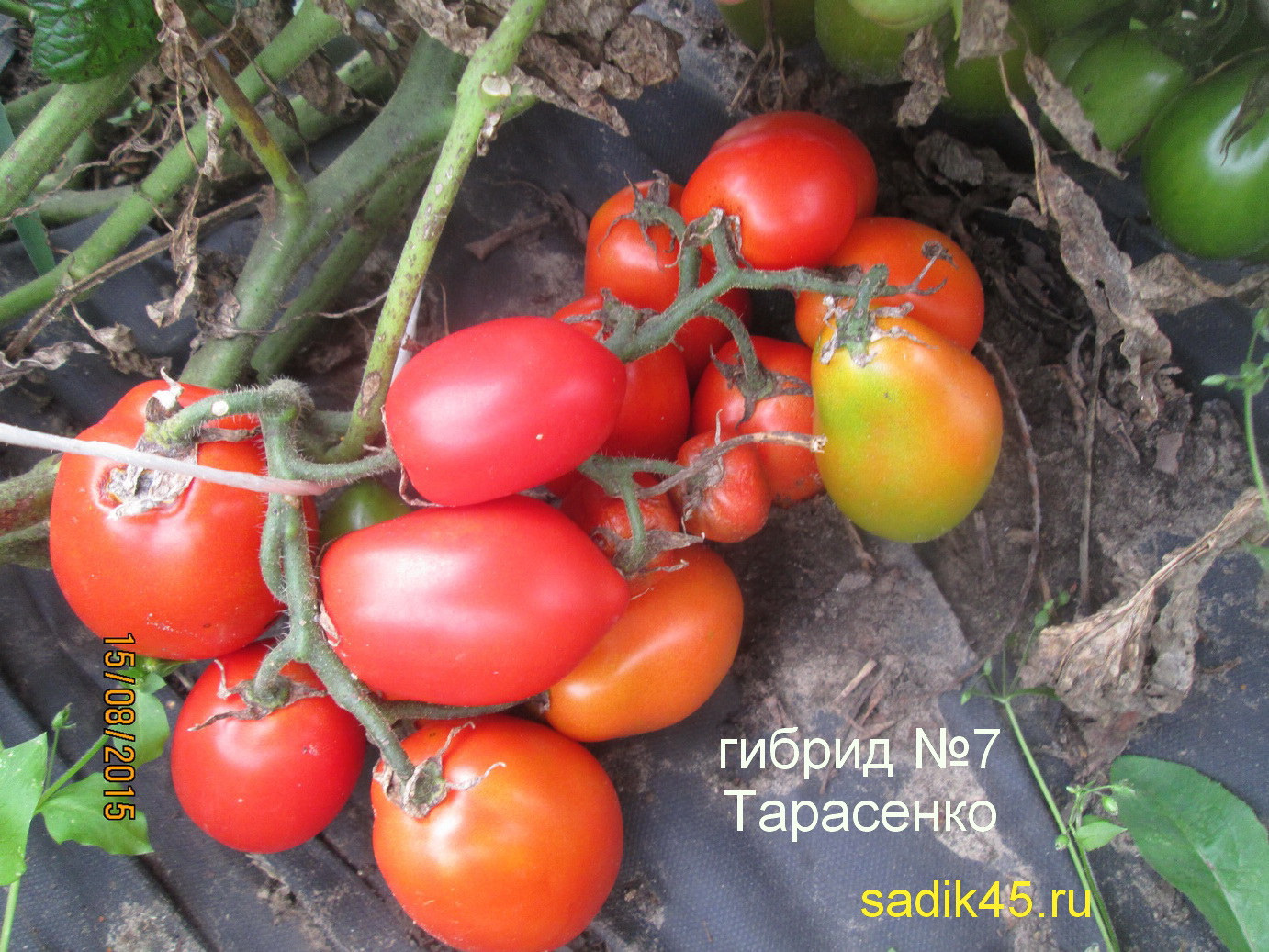 Томат юбилейный тарасенко: характеристика и описание сорта, урожайность, отзывы с фото