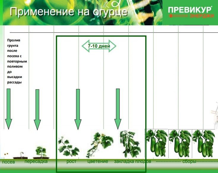 Фунгициды для огурцов в теплице и открытом грунте, список лучших препаратов