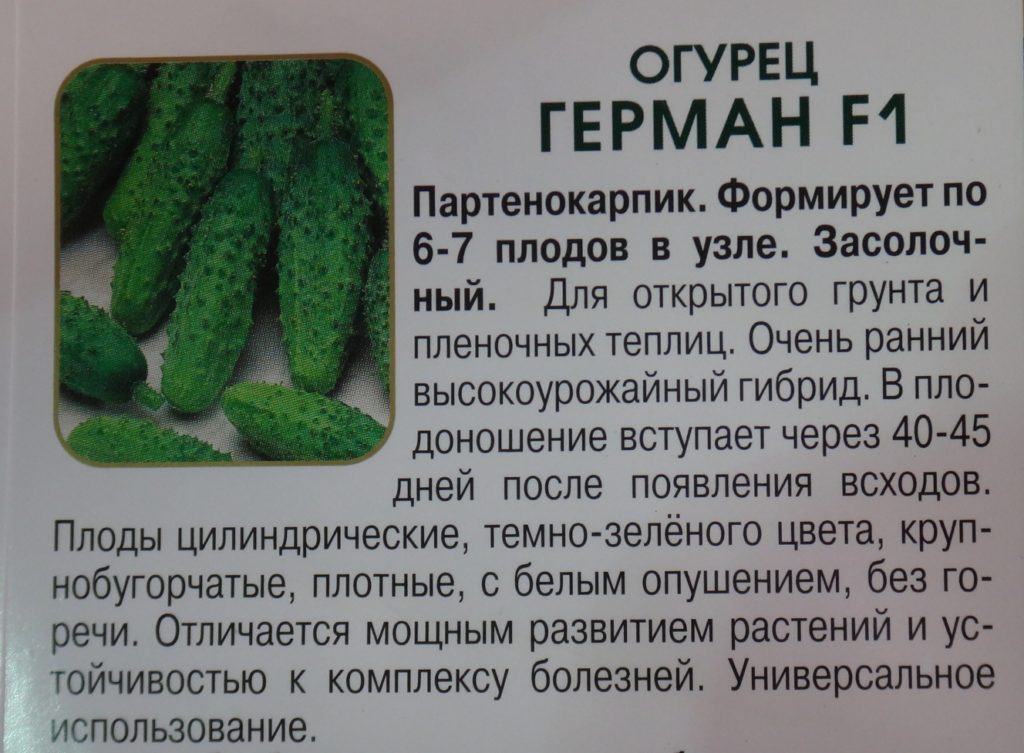 Огурцы кураж f1: выращивание в открытом грунте, описание сорта