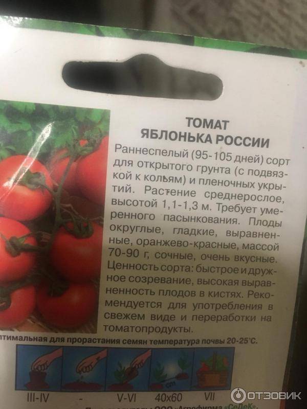 Помидоры яблонька россии: фото, отзывы, особенности сорта