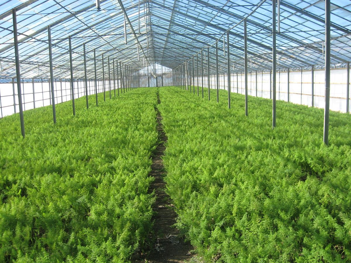 Выращивание зелени как бизнес. личный опыт – reconomica — истории из жизни реальных людей
