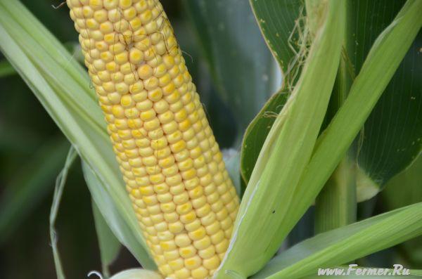 Кукуруза: выращивание на огороде