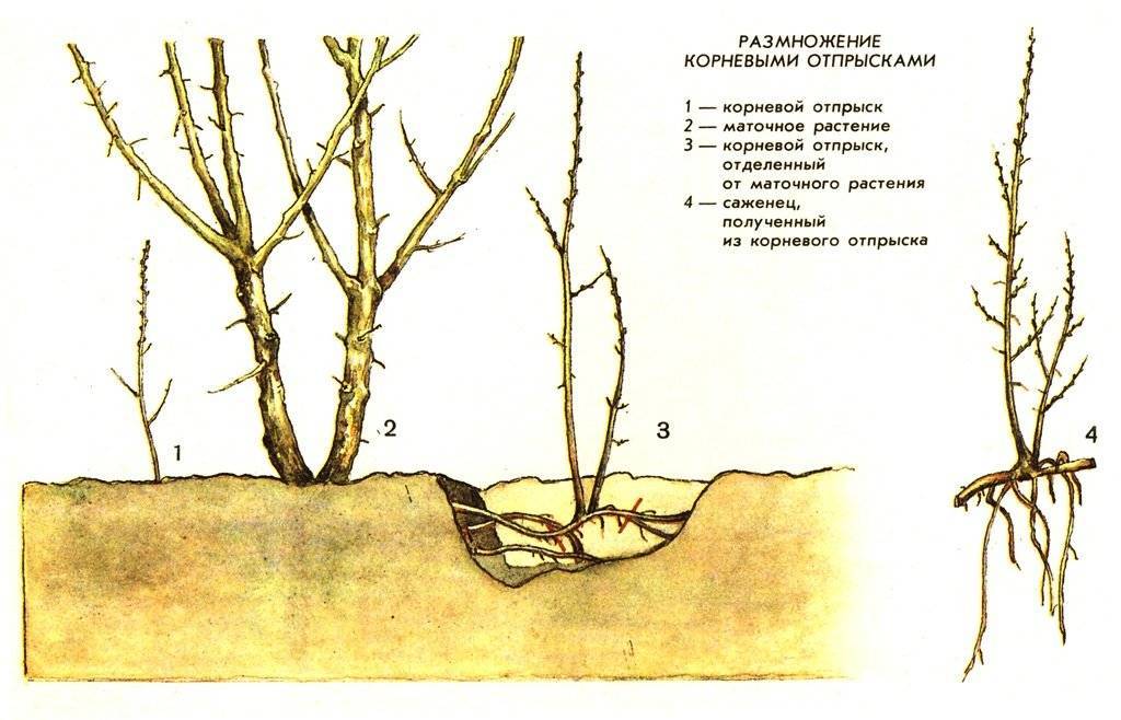 3 способа размножить сливу - черенками, корневой порослью, отводками