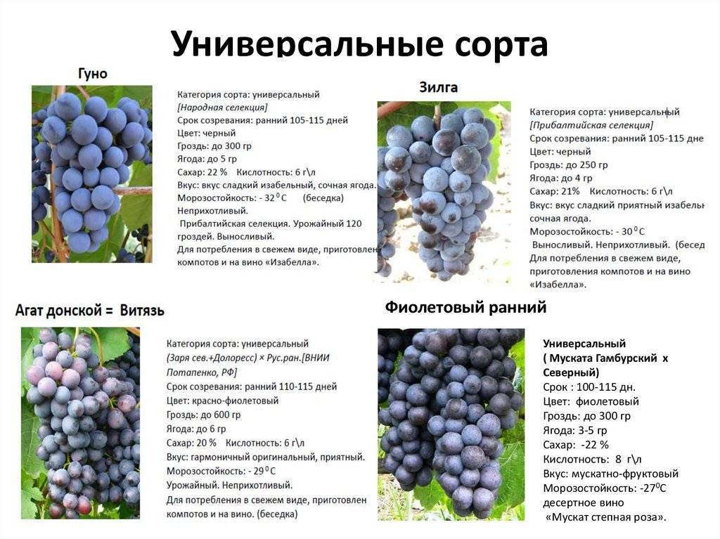 Секреты посадки и выращивания столового сорта винограда байконур