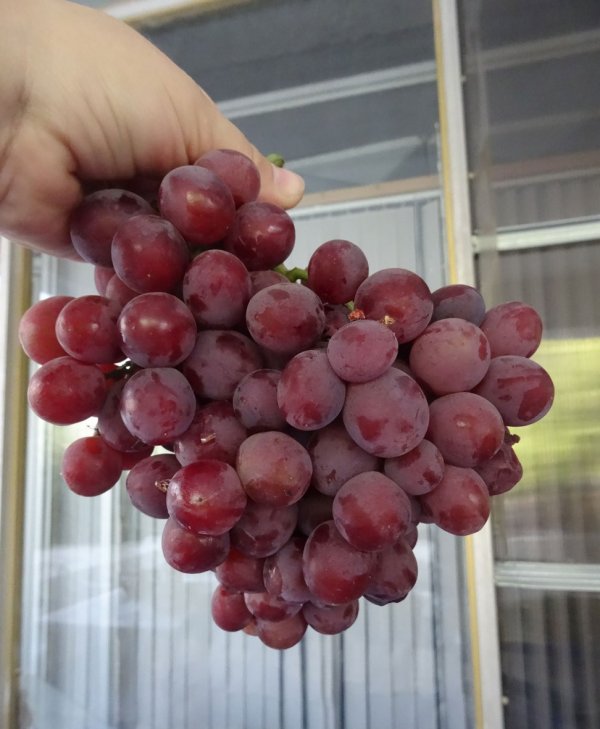 Заря несветая виноград описание и фото и описание