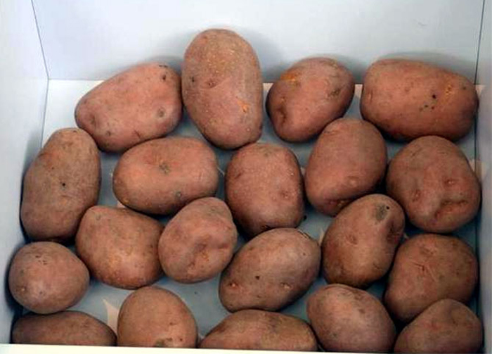 Картофель беллароза: описание сорта, фото и отзывы.