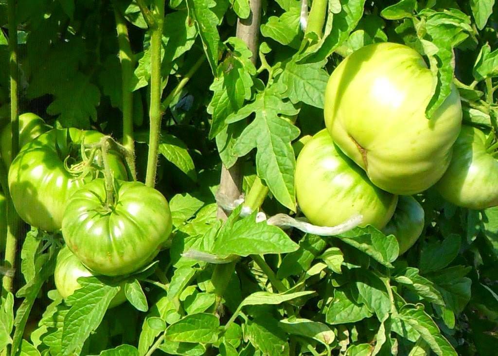 Руководство по выращиванию томата «русский богатырь» в открытом грунте или теплице для начинающих огородников
