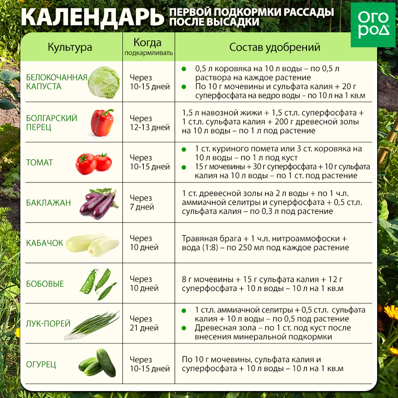 Как и чем подкормить белокочанную капусту в открытом грунте: удобрения, схемы, правила