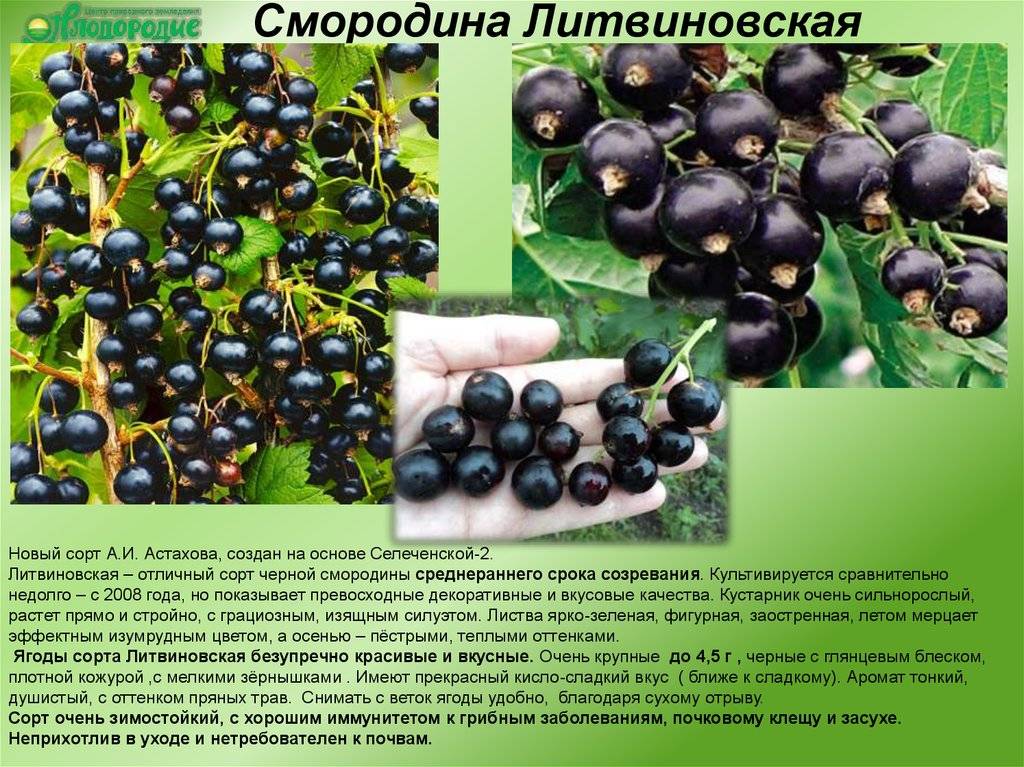 Смородина лентяй: описание сорта черной смородины, выращивание - посадка и уход