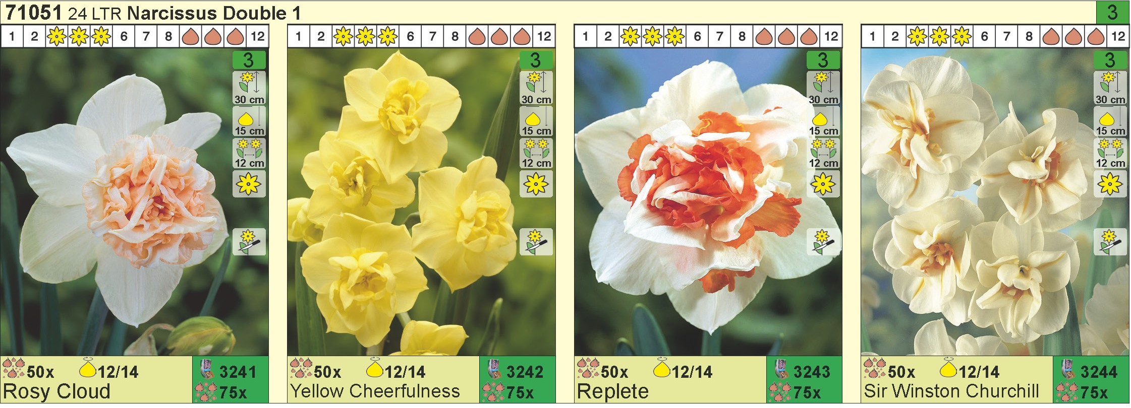 Нарцисс рози клауд фото и описание