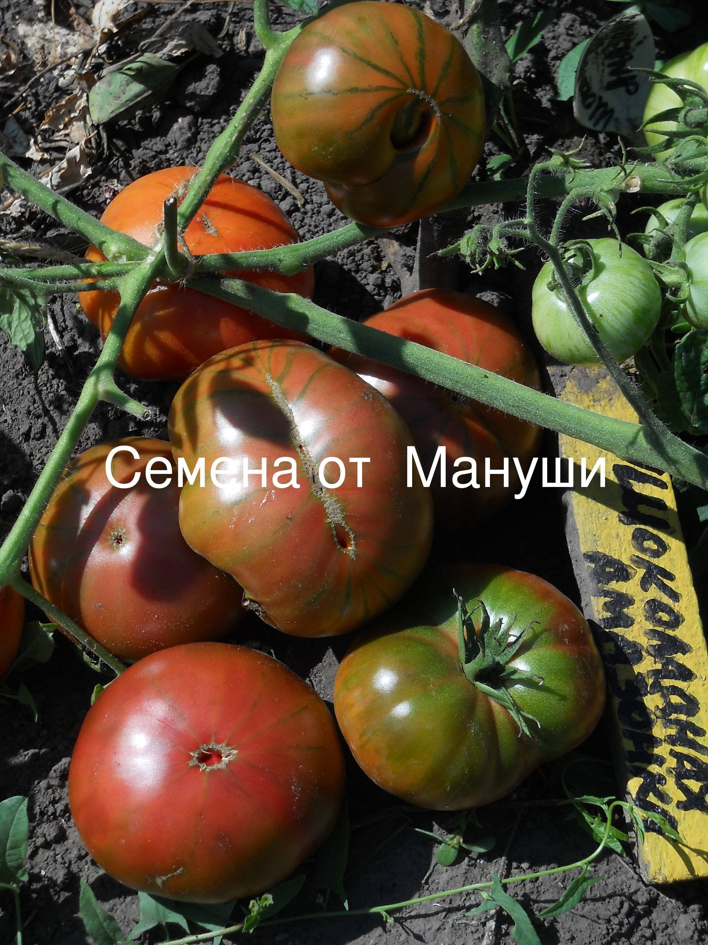 Темнокожий сорт с высокой урожайностью — томат африка f1: советы по посадке и уходу
