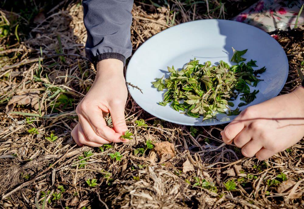 Трава мокрица на огороде: как навсегда избавиться от сорняка химическими и народными средствами