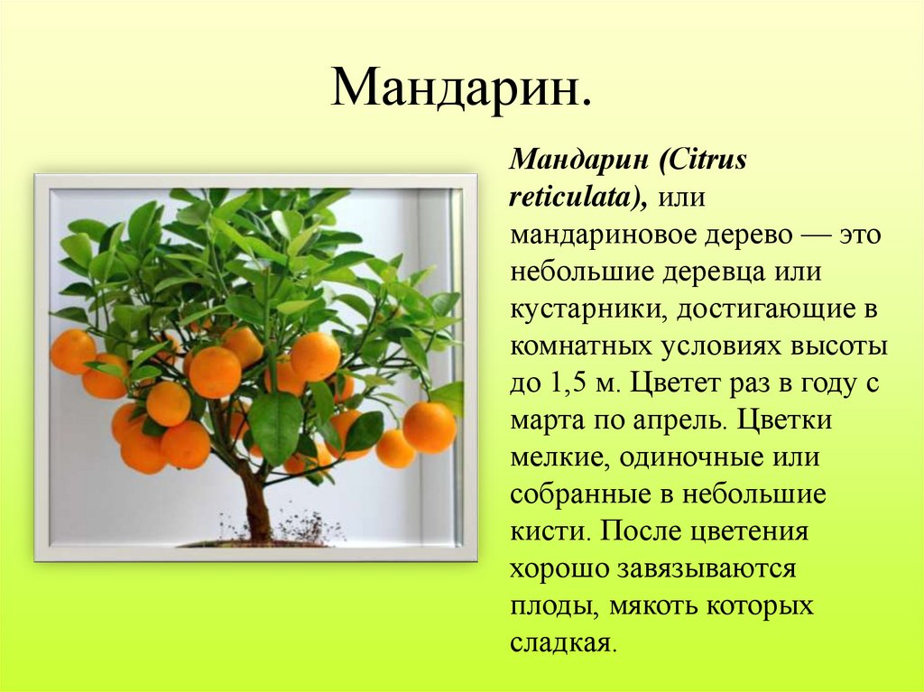 Как ухаживать за домашним мандарином. Цитрус мандарин дерево. Цитрус (комнатное растение) мандарин (ретикулата). Цитрус мандарин ретикулата. Родина домашнего растения мандарин.