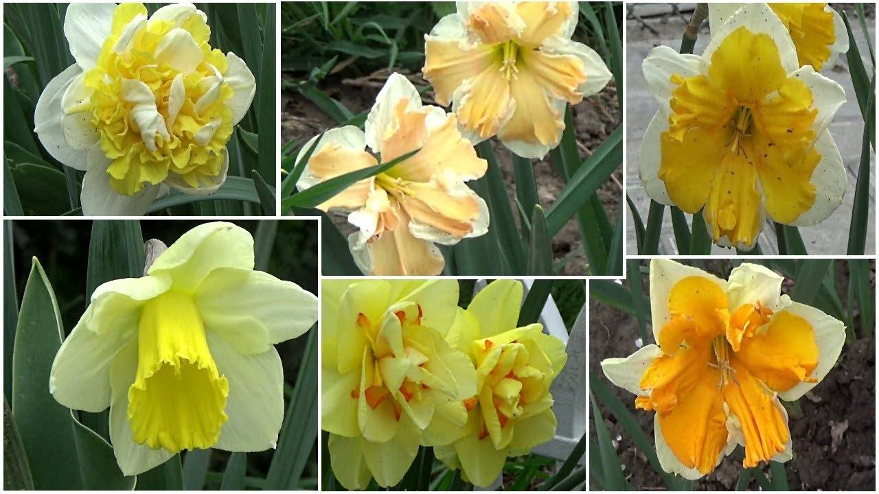 Нарциссы: сорта с фото и названиями, разновидности, крупнокорончатые, мелкокорончатые, многоцветковые, желтые, махровые, цикламеновые