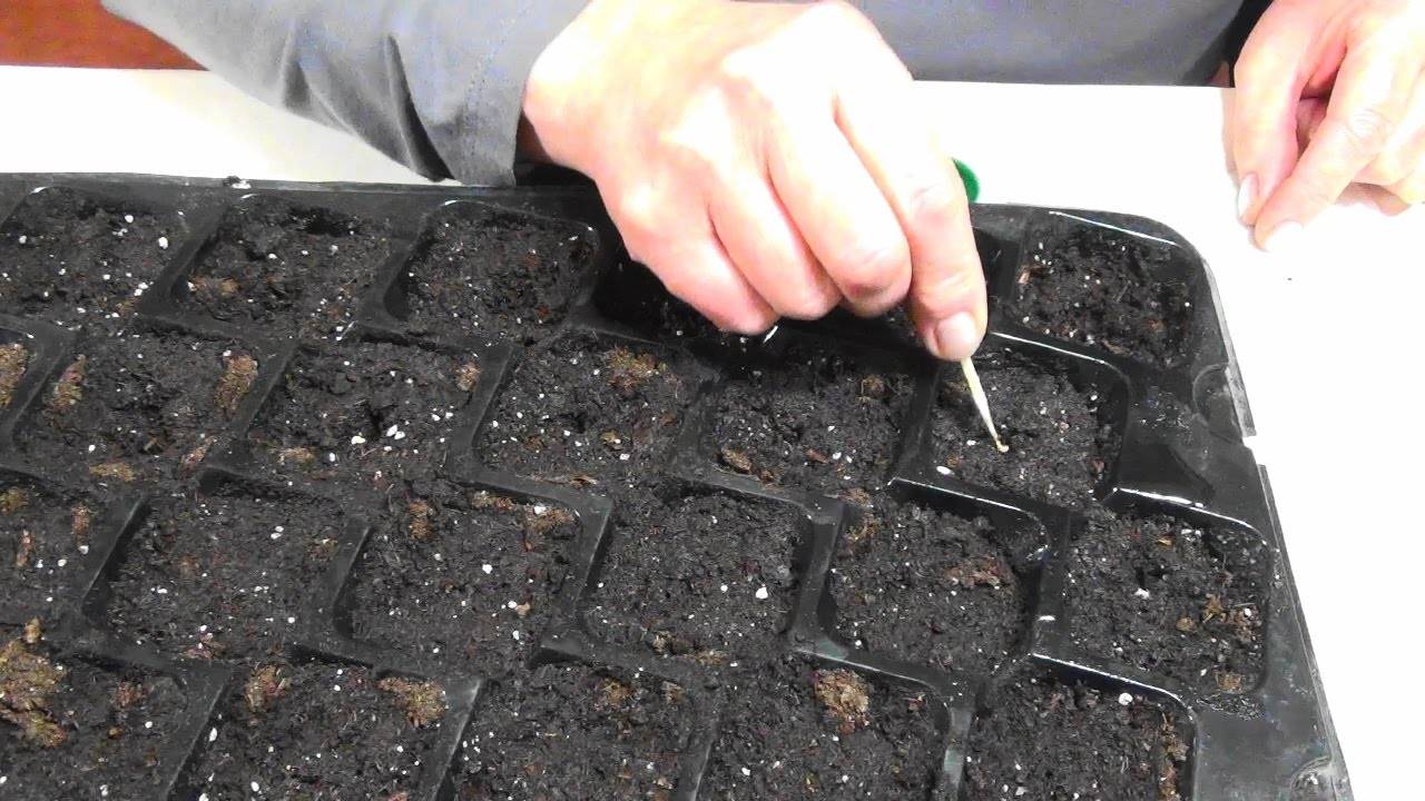 Посадка баклажан на рассаду: когда сажать и как вырастить рассаду синеньких | цветок в доме
