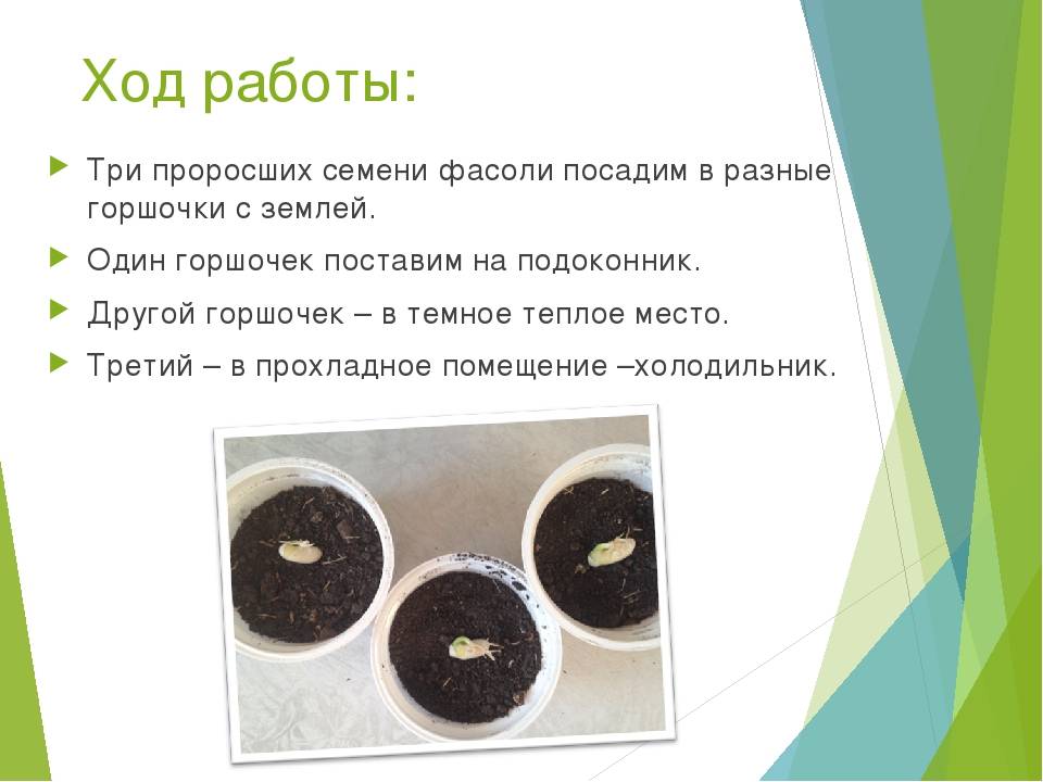 Как прорастить фасоль: правила и быстрые способы в домашних условиях, видео