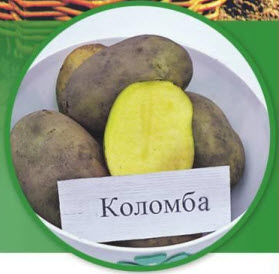 Картофель коломбо: характеристика сорта, отзывы, вкусовые качества, посадка и уход