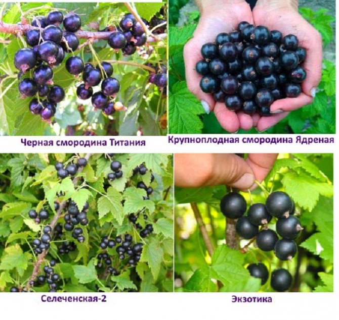 Черная смородина «добрыня»: описание сорта, правила агротехники