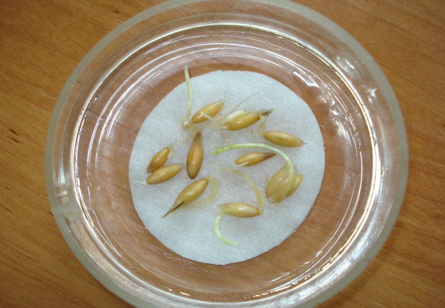 Как быстро прорастить семена огурцов перед посадкой в домашних условиях