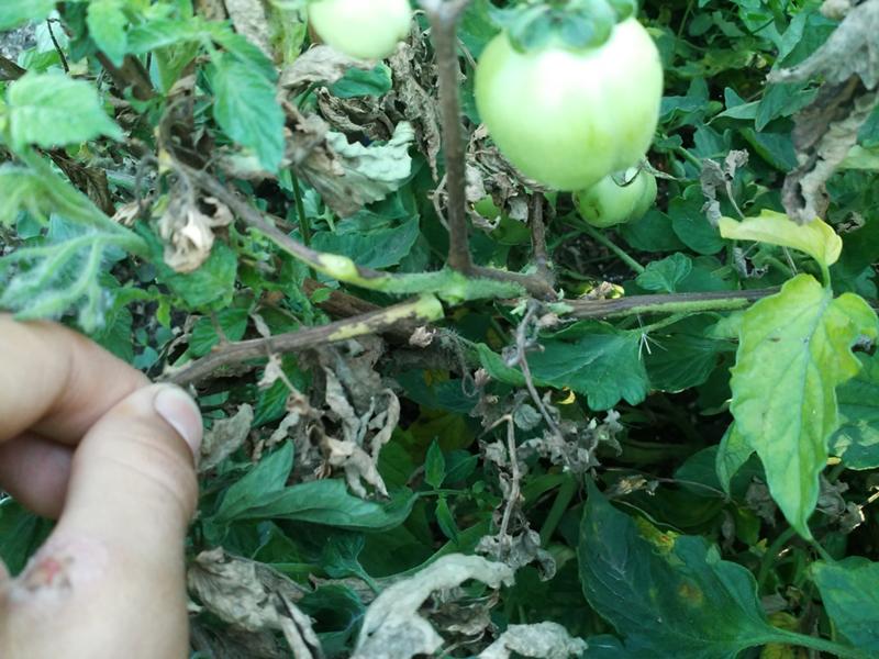 Почему чернеют помидоры на грядках и в теплице и как их лечить